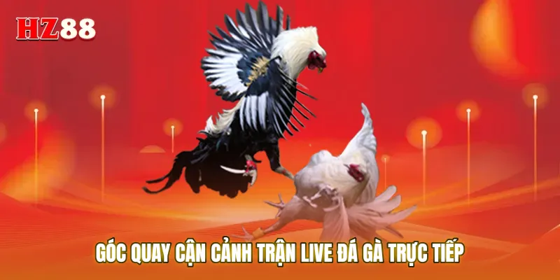 Góc quay cận cảnh trận live đá gà trực tiếp