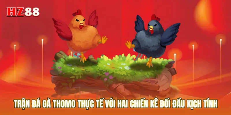Trận đá gà Thomo với hai chiến kê đối đầu kịch tính